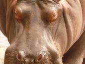 hippo-animal-look-642855.jpg