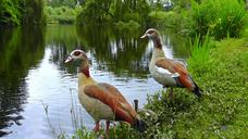 PUBLIC_DOMAIN_DEDICATION_-_digionbew_8._14-06-16_NILE_GEESE_Vondelpark_LOW_RES_S1450094.jpg