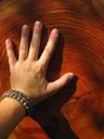 wood-hand-grain-annual-rings-1706048.jpg