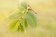 engine-leaves-green-hanging-elm-779871.jpg