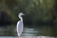 egret-bird-white-animal-nile-496850.jpg