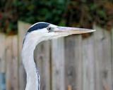 heron-grey-heron-portrait-head-514436.jpg