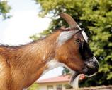 billy-goat-goatee-goat-pet-horns-412894.jpg