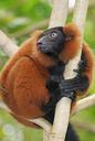 animals-primate-lemur-rainforest-1009436.jpg