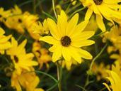 sunflowers-plants-yellow-699307.jpg