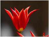 lily-red-flower-summer-flower-432594.jpg