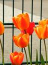 spring-garden-fence-springtime-1356424.jpg