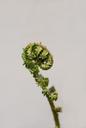 fern-young-fern-green-plant-1484478.jpg