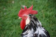 chicken-rooster-cockerel-poultry-444259.jpg