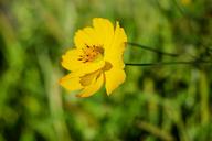 buttercup-flower-yellow-flower-1657022.jpg