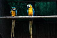 parrots-macaw-bird-parrot-nature-1290567.jpg