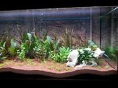 aquarium-aquatic-plants-terrarium-248144.jpg