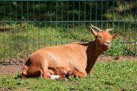 goat-meadow-mammal-billy-goat-1389766.jpg