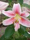 lily-flower-asian-lily-plant-pink-407085.jpg