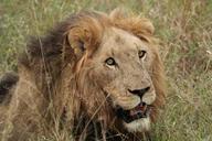 lion-lion-head-male-lion-wildlife-1036481.jpg