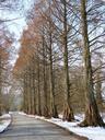 avenue-tree-lined-avenue-93613.jpg