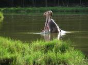 hippo-kenya-africa-wildlife-animal-661982.jpg