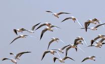 birds-seagulls-bird-flight-sky-621374.jpg