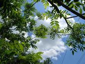 green-sky-cloud-up-653975.jpg