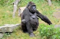 gorilla-monkey-wildlife-primate-316513.jpg