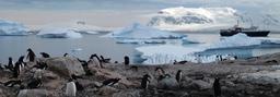 antarctica-penguins-animals-tourism-940554.jpg