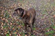 labrador-dog-autumn-pet-nature-577402.jpg