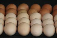 eggs-fresh-natural-organic-food-966479.jpg