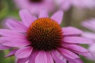 purple-coneflower-flower-blossom-1553972.jpg