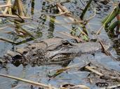 alligator-nature-marsh-996282.jpg