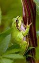 tree-frog-frog-japanese-tree-frog-67779.jpg