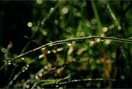 grass-green-rain-drop-of-water-655213.jpg