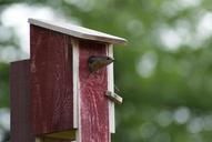 eastern-bluebird-leaving-birdhouse-1515804.jpg