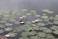 lily-pond-lily-waterlily-597879.jpg