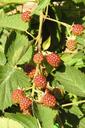 blackberries-bramble-fruits-berry-1533858.jpg