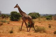 giraffe-kenya-tsavo-mammal-savanna-335922.jpg