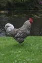 chicken-rooster-animal-poultry-hen-870911.jpg