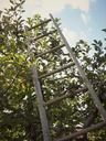 ladder-apple-orchard-tree-sky-399880.jpg