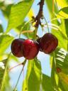 cherries-fruits-fruit-red-ripe-592254.jpg