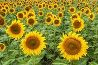 sunflower-sunflower-field-yellow-1109409.jpg