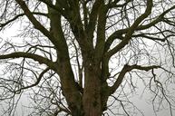 tree-deciduous-tree-nature-sky-1162363.jpg