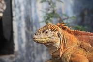 land-iguana-galapagos-iguana-894478.jpg