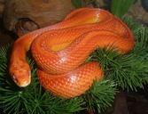 corn-snake-snakes-terraristik-1545437.jpg