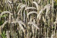 wheat-field-cornfield-cereals-431116.jpg