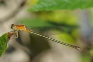 bluetail-common-insect-bug-686818.jpg