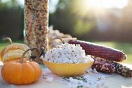 popcorn-autumn-fall-corn-maize-969968.jpg