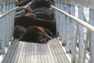 sea-lion-oregon-columbia-river-1021850.jpg