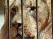 lion-zoo-cage-624457.jpg