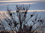 tree-poplar-white-poplar-silhouette-80237.jpg