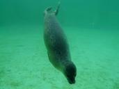 seal-phoca-vitulina-robbe-aquarium-57388.jpg