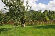 mountain-orchard-ochard-fence-1003789.jpg